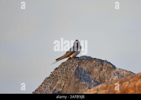 La sera si riposa su una roccia. Foto Stock