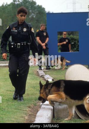 8 aprile 2000; Long Beach, CA, Stati Uniti; foto file, data sconosciuta. Pastore tedesco Ringo durante l'addestramento all'attacco K-9 con Debbie Marie Clark. (Immagine di credito: ZUMA Press/ZUMAPRESS.com) Foto Stock