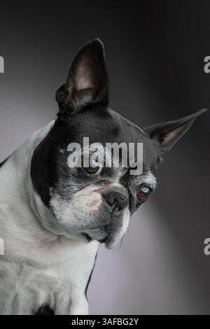 Ritratto in studio di un vecchio cane di Boston Terrier seduto tranquillamente su uno sfondo scuro, mostrando il suo volto espressivo, le rughe e gli occhi animati. Foto Stock