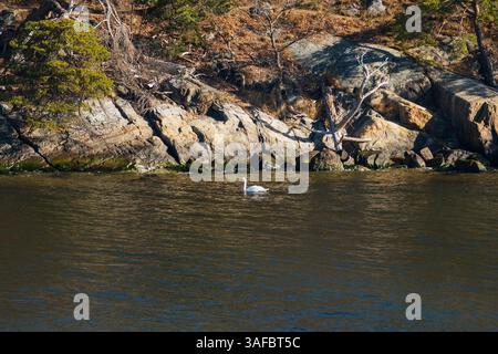 Un cigno bianco solitario nuota con grazia sull'acqua scura e ondulata vicino alla costa rocciosa illuminata dal sole. Foto Stock