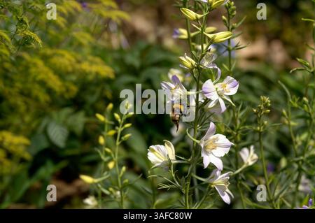 Bee impollinare i fiori Foto Stock