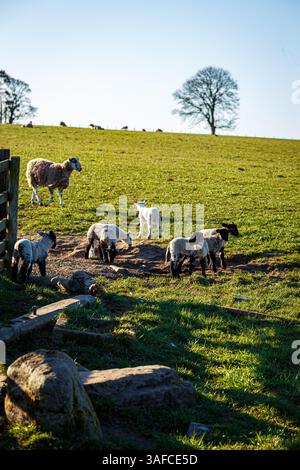 Spring Lambs al sole, Northumberland National Park Foto Stock