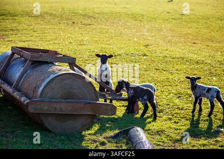 Spring Lambs al sole, Northumberland National Park Foto Stock