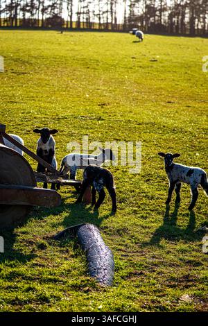 Spring Lambs al sole, Northumberland National Park Foto Stock