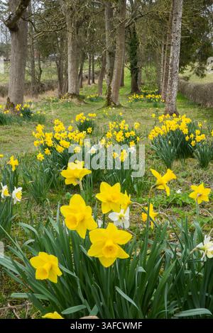 Narcisi gialle che crescono accanto al sentiero boschivo, Berkshire, Inghilterra, Regno Unito, Europa Foto Stock