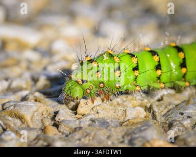 bruco verde colorato di un piccolo imperatore Moth che strizza per terra in una giornata di sole (Austria) Foto Stock