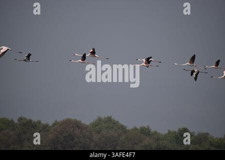 Un gruppo di bellissimi fenicotteri minori si vede volare in alto nel cielo in una fila Foto Stock