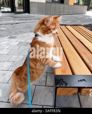 Camminare un gatto arancione in una città. Gatto di razza siberiana al guinzaglio che spinge le zampe contro una panchina. Foto Stock