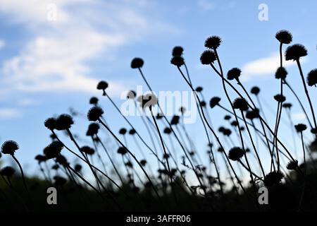 Sfondo naturale. Silhouette di fiori selvatici secchi contro il cielo blu. Foto Stock
