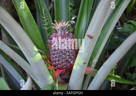 Ananas, il frutto che sa sempre fare una dichiarazione Foto Stock