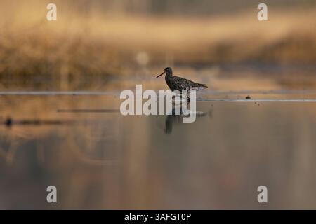Il maschio avvistato eritropo (Tringa erythropus) cerca cibo nelle zone umide alla luce del mattino presto. Foto Stock