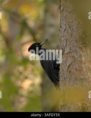 Picchio nero (Dryocopus martius) alla ricerca di cibo nella foresta. Foto Stock