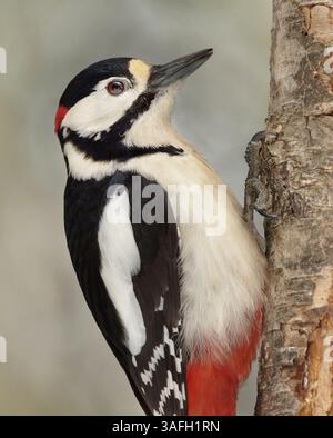Grande picchio maculato maschio (Dendrocopos Major) primo piano. Foto Stock