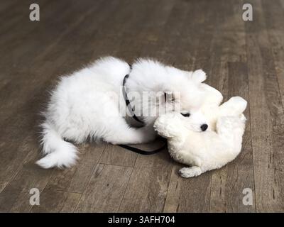 Cucciolo di Samoiedo bianco seduto accanto a un giocattolo di peluche per cani Foto Stock