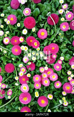 Vivaci margherite che fioriscono in un fresco giardino con vegetazione lussureggiante Foto Stock