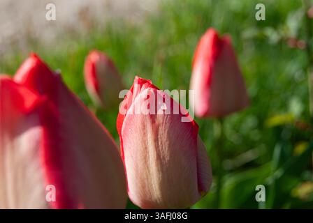 Un delicato tulipano rosa si erge alto con una scintillante goccia di pioggia sul suo petalo, adagiato su uno sfondo sfocato e soleggiato. Foto Stock
