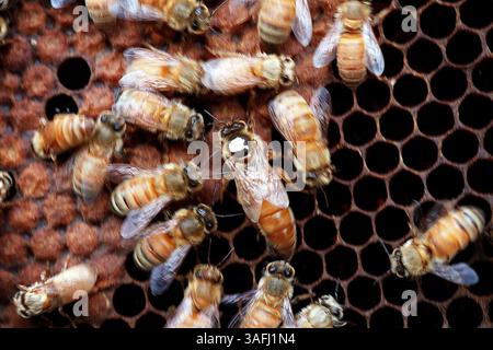 Le api mellifere girano intorno all'ape regina dell'alveare, segnata da un punto bianco sul torace al centro della cornice. Metà delle celle nel fotogramma sono state riempite e metà sono in attesa di essere vuote. Giovedì 29 maggio 2003 (Credit Image: The Washington Times/ZUMAPRESS.com) Foto Stock