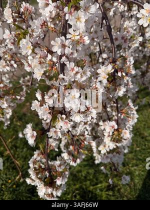 Questa immagine mostra densi ammassi di ciliegi bianchi in fiore con centri rosa che crescono su sottili rami marroni, appesi verso il basso. I fiori sono pieni Foto Stock