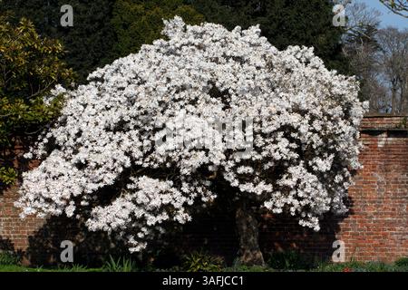 Magnolia stellata, stella magnolia. Foto Stock