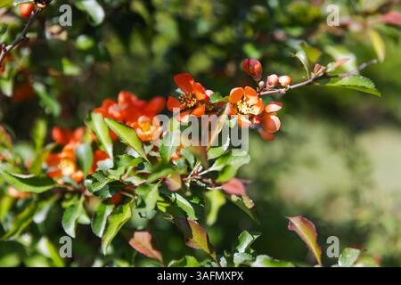 I fiori d'arancio fioriscono su una lussureggiante pianta circondata da un vivace verde fogliame in un giardino estivo illuminato. Chaenomeles japonica, chiamato il qu giapponese Foto Stock