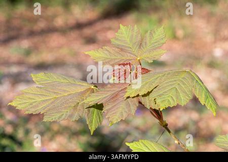 Sycamore tree (Acer pseudoplatanus) fresh leaves soon after emerging in spring, UK Foto Stock