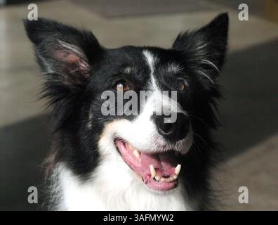 Cody è un cane locale (Border Collie) e ha sette anni. Parteciperà alla mostra canina Eukenuba dal 15 al 16 gennaio. Cody parteciperà alla classe di agilità. Venerdì sono state scattate delle foto di lei e del suo proprietario, Susan Koontz (cq) (immagine di credito: St Petersburg Times/ZUMAPRESS.com) Foto Stock