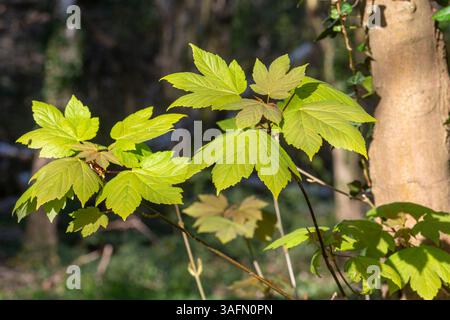 Sycamore tree (Acer pseudoplatanus) fresh green leaves soon after emerging in spring, UK Foto Stock