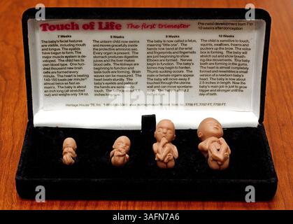 CONSEGNA A NP DESK---1/28/2005--GIORNO DI CARRIERA---PROBLEMA DI ABORTO---1. Una mostra di sviluppo del feto pre-natale in miniatura simile alla gomma che mostra lo sviluppo a 7, 8, 9 e 10 settimane, è stata mostrata agli studenti della scuola media largo al Career Day al largo Cultural Center, giovedì 1/27/2005 da un lavoratore del Pregnancy Center di Pinellas County, Pinellas Park. (Immagine di credito: St Petersburg Times/ZUMAPRESS.com) Foto Stock