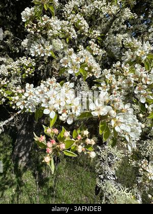 Un vecchio albero di pera in primavera con fiori e licheni sui rami. Foto Stock