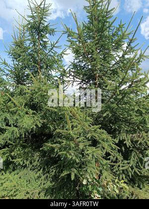 Albero di Natale evergreen senza decorazioni, giocattoli, mercato prima di Natale, pini e abeti, anno nuovo Foto Stock