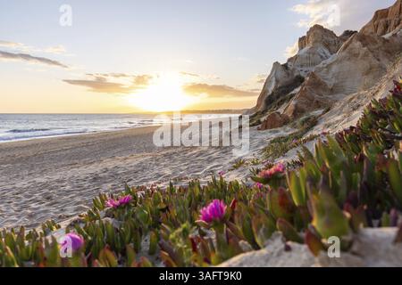 Scogliere sull'Atlantico. Caldo tramonto in un paesaggio con fiori viola, Carpobrotus acinaciformis. Scogliere rosse con formazioni mozzafiato a Praia da Foto Stock