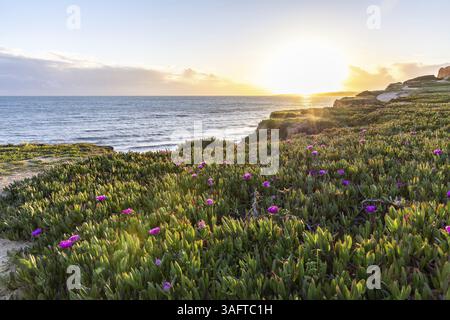 Scogliere sull'Atlantico. Caldo tramonto in un paesaggio con fiori viola, Carpobrotus acinaciformis. Scogliere rosse con formazioni mozzafiato a Praia da Foto Stock
