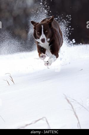Chocolate Border collie, corsa sulla neve, Maryland Foto Stock