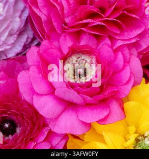 Una colorata disposizione floreale di fiori ranunculus in fiore nelle tonalità rosa, giallo, rosso e lavanda con texture petali a strati e simmetria. Foto Stock
