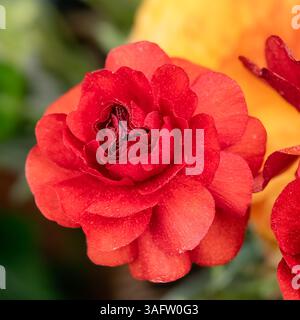 Un fiore ranunculus rosso intenso in piena fioritura con petali a strati e luce naturale soffusa, adagiato su uno sfondo caldo e leggermente sfocato. Foto Stock