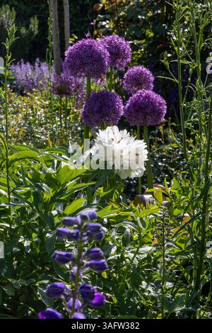 Vista sul giardino con una varietà di fiori in fiore come la peonia bianca (peonia), l'aglio blu (Allium) e altri alla luce del sole Foto Stock