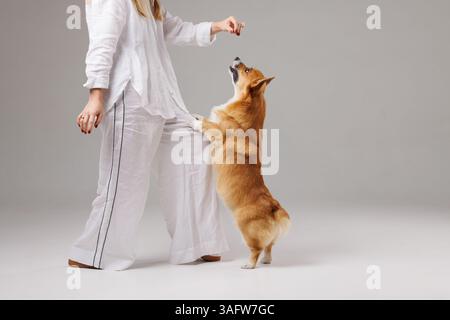 Cane Corgi in piedi sulle gambe posteriori, mettendo le zampe sulla gamba del proprietario, guardando in alto il trattamento durante l'allenamento di obbedienza. Foto Stock