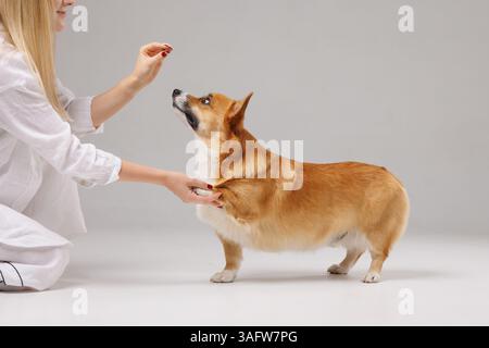 Corgi Dog guarda attentamente il proprietario durante la sessione di allenamento, in piedi su uno sfondo bianco in studio al chiuso. Foto Stock