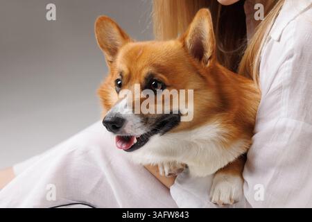 Il simpatico cane gallese Corgi seduto in braccio al proprietario, sembrava vigile e felice. Stile di vita per animali domestici in interni su sfondo bianco. Foto Stock
