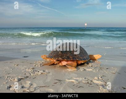 CLEARWATER BEACH 10/18/2006 ) Una tartaruga marina di 115 libbre è stata rilasciata a Clearwater Beach dal MIT Marine Laboratory's Sea Turtle Rehabilitation Hospital mercoledì mattina 10/18/2006. La tartaruga, soprannominata Pepito, fu trovata vicino a Egmont Key nella Baia di Tampa il 30 agosto. La testa di loggerhead subadulta aveva una linea di pesca monofilamento aggrovigliata intorno a tutte e quattro le pinne, causando ferite profonde. Un grande gancio da pesca è stato catturato anche sulla tartaruga, che ha inflitto ulteriori lesioni a un flipper posteriore e sotto il guscio, nella zona chiamata plastrone. Il personale di Mote ha rimosso il monofilamento e il gancio, trattato Foto Stock