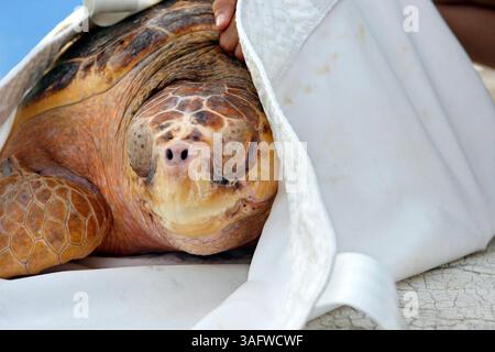 CLEARWATER BEACH 10/18/2006 ) Una tartaruga marina di 115 libbre viene caricata su una fionda per il trasporto in acqua per essere rilasciata a Clearwater Beach dal Sea Turtle Rehabilitation Hospital del Mote Marine Laboratory mercoledì mattina 10/18/2006. La tartaruga, soprannominata Pepito, fu trovata vicino a Egmont Key nella Baia di Tampa il 30 agosto. La testa di loggerhead subadulta aveva una linea di pesca monofilamento aggrovigliata intorno a tutte e quattro le pinne, causando ferite profonde. Un grande gancio da pesca è stato catturato anche sulla tartaruga, che ha inflitto ulteriori lesioni a un flipper posteriore e sotto il guscio, nella zona chiamata plastrone. Foto Stock