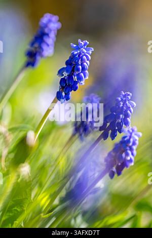 Foto macro ravvicinata di bellissimi fiori di Giacinto d'uva blu in primavera Foto Stock