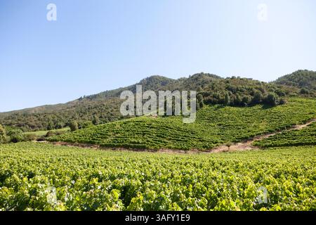 VEW della lussureggiante vigna cilena, adagiata su verdi montagne e cieli blu. Le vigne vivaci creano un paesaggio sereno, catturando l'essenza del Cile Foto Stock