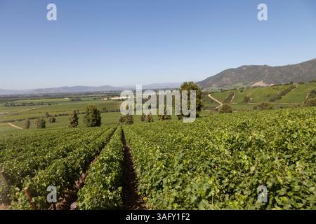 VEW della lussureggiante vigna cilena, adagiata su verdi montagne e cieli blu. Le vigne vivaci creano un paesaggio sereno, catturando l'essenza del Cile Foto Stock