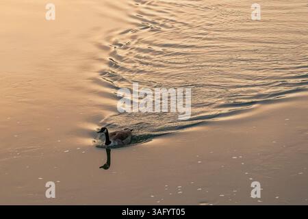 Un'unica oca canadese fa una V nell'acqua mentre nuota a monte nel fiume Wye, Tintern Foto Stock
