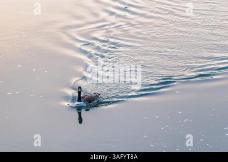 Un'unica oca canadese fa una V nell'acqua mentre nuota a monte nel fiume Wye, Tintern Foto Stock