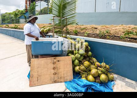 Ocho Rios, Giamaica - 9 aprile 2024: Venditore ambulante che vende noci di cocco a Ocho Rios, Giamaica. Destinazione per le vacanze in Giamaica. Foto Stock