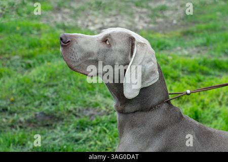 Weimaraner cane all'aperto, ritratto laterale ravvicinato Foto Stock