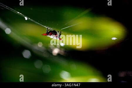 Foto 1) DIDASCALIA: (8/22/2007 largo) Un ragno Spiny Orb Weaver si trova nel mezzo del suo web al Wilcox Nursery di largo mercoledì pomeriggio, 22 agosto 2007. I ragni Crablike Spiny Orb Weaver si alzano a testa bassa nel mezzo della rete, che gira di nuovo ogni notte. I maschi misurano 2-3 mm, le femmine sono più grandi, da 8-10 mm. Si possono trovare a nord fino alla Carolina del Nord e ad ovest fino alla California. (Immagine di credito: St Petersburg Times/ZUMAPRESS.com) Foto Stock