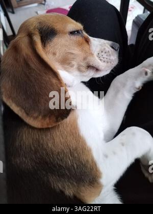 Beagle Dog addormentato, profilo laterale Foto Stock